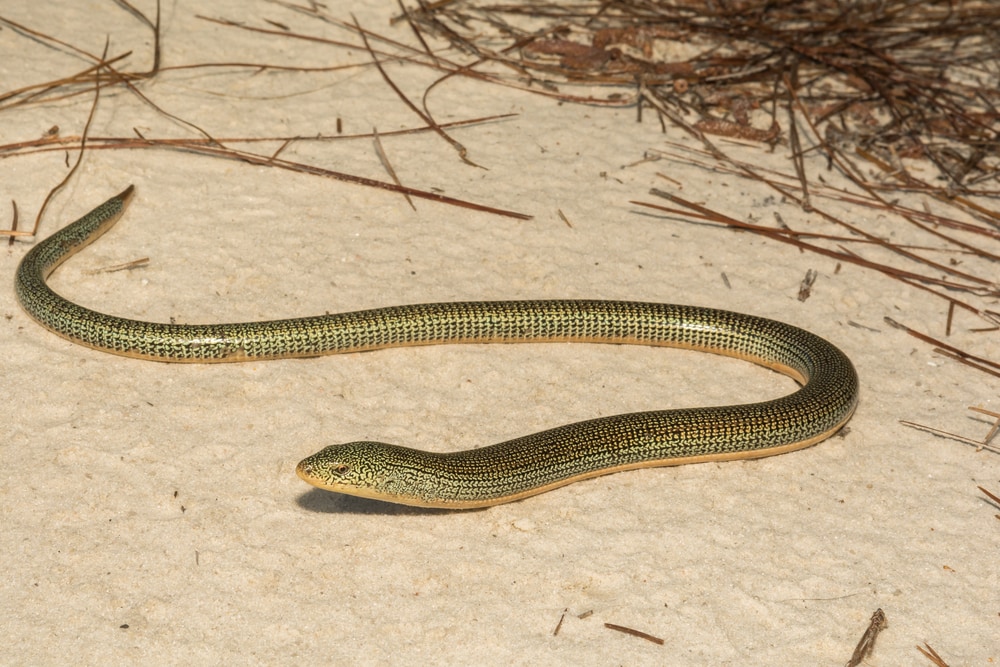 An Eastern Glass Lizard crossing a dirt road in Florida