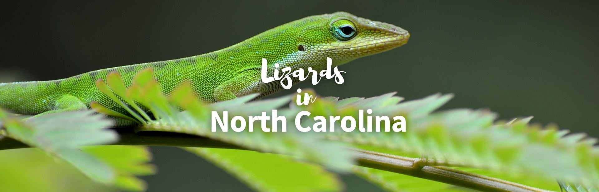lizards in north Carolina featured image