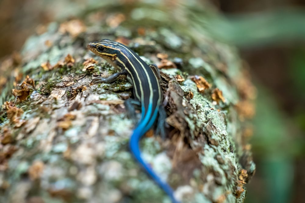 A five-lined sking skitters on a log at Yates Mill County Park in Raleigh, North Carolina.