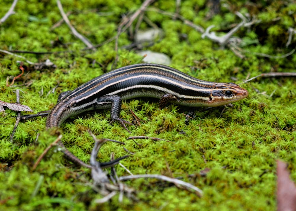a five-lined skink, Plestiodon fasciatus on top of cedar tree leaves