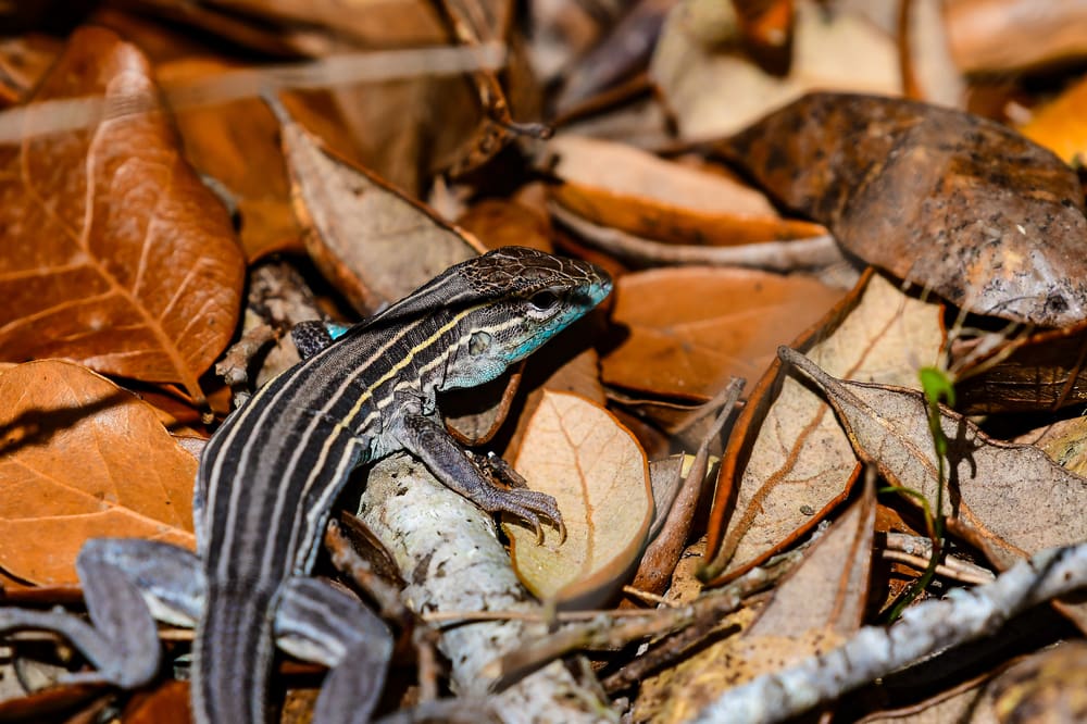 A Six Line Racerunner hiding in the leaves.
