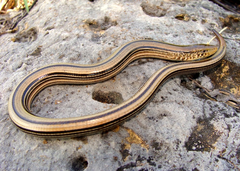 Slender Glass Lizard, Ophisaurus attenuatus (legless lizard), on the ground 