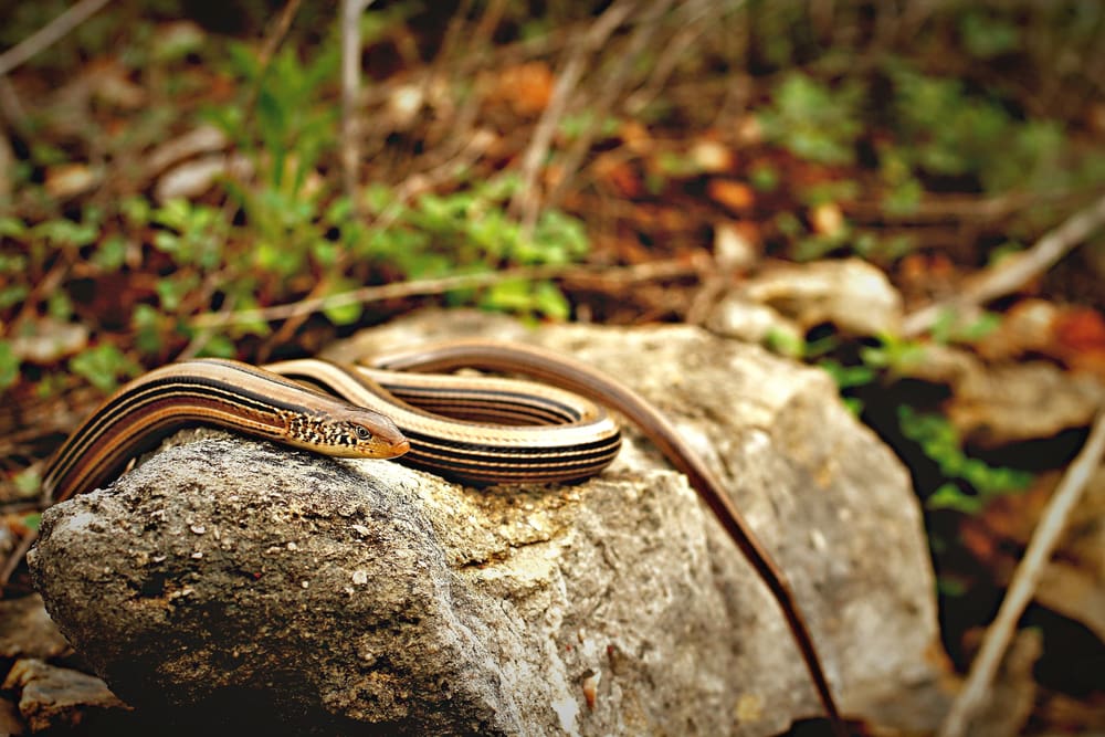 A slender glass lizard on top of a rock. Slender glass lizards are often mistaken as a snake due to being legless