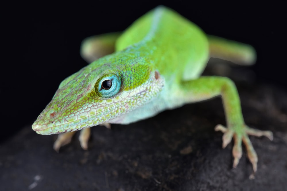 a close-up of a juvenile green anole on a black background
