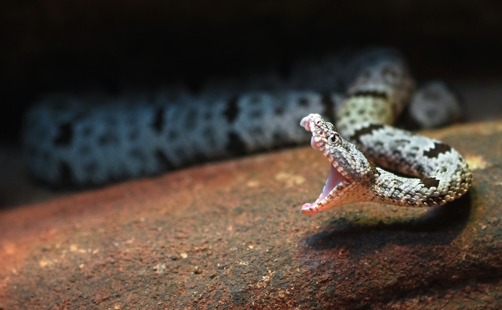 A rock rattlesnake (Crotalus lepidus) mid-strike, with fangs and inner mouth visible.