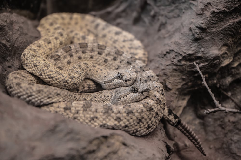 two sidewinders (Crotalus cerastes), also known as the horned rattlesnake and sidewinder rattlesnake coiled on top of each other