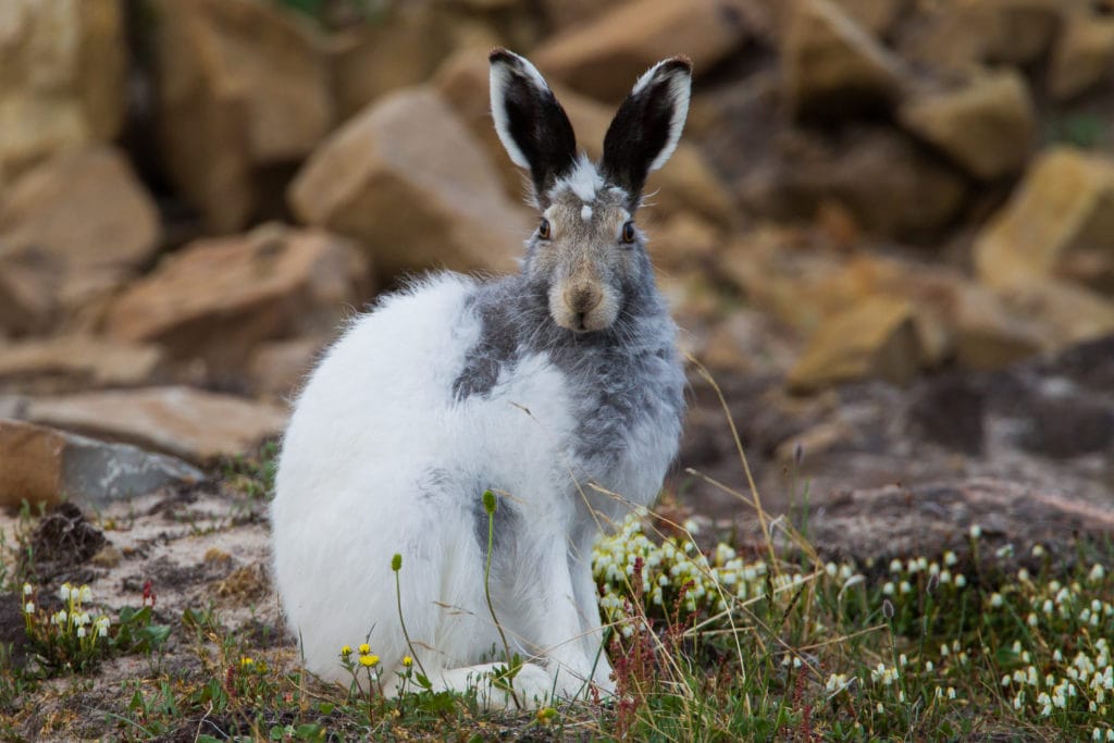 arctic hare changing of the winter coat to summer coat 
