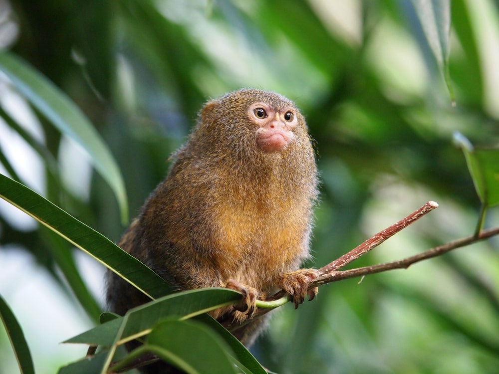 a pygmy marmoset holding on a tree branch 