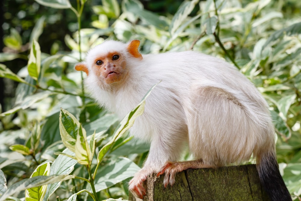 image of a silvery marmoset standing on a wood stump in a forest setting