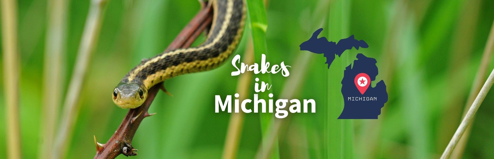 snakes in Michigan featured image