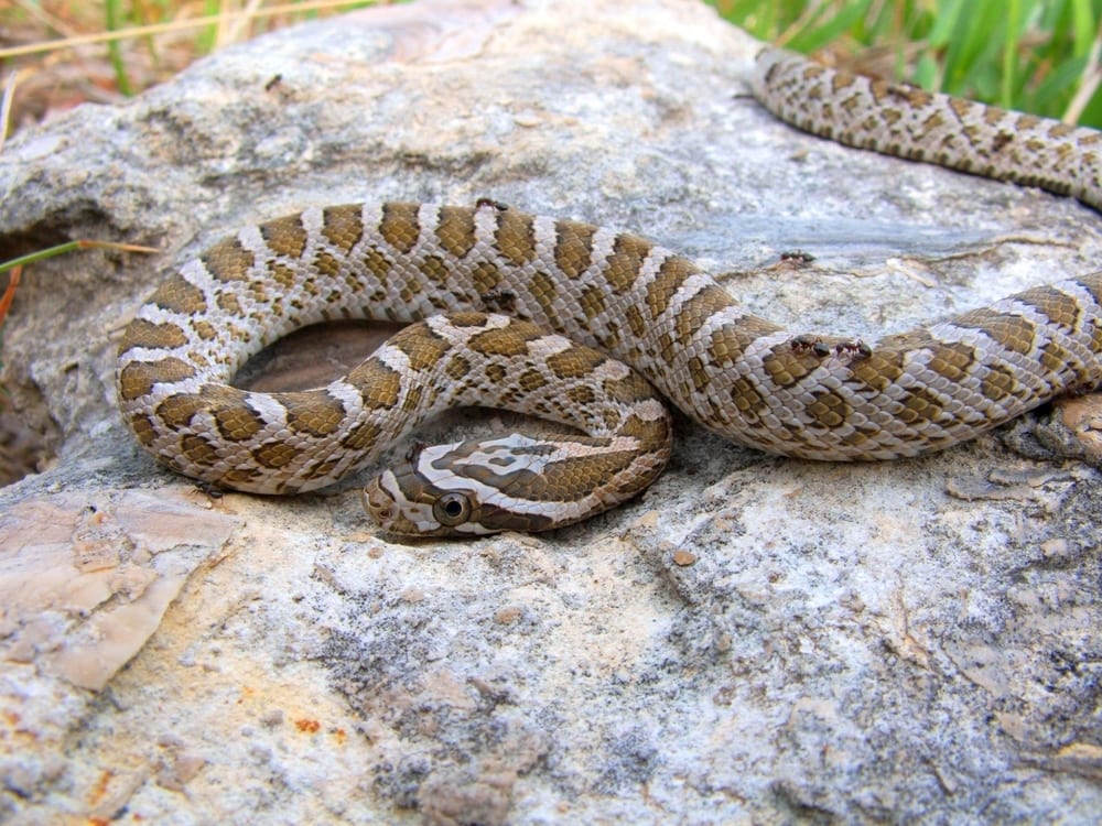 a great plains ratsnake resting on a rock on a grassland 