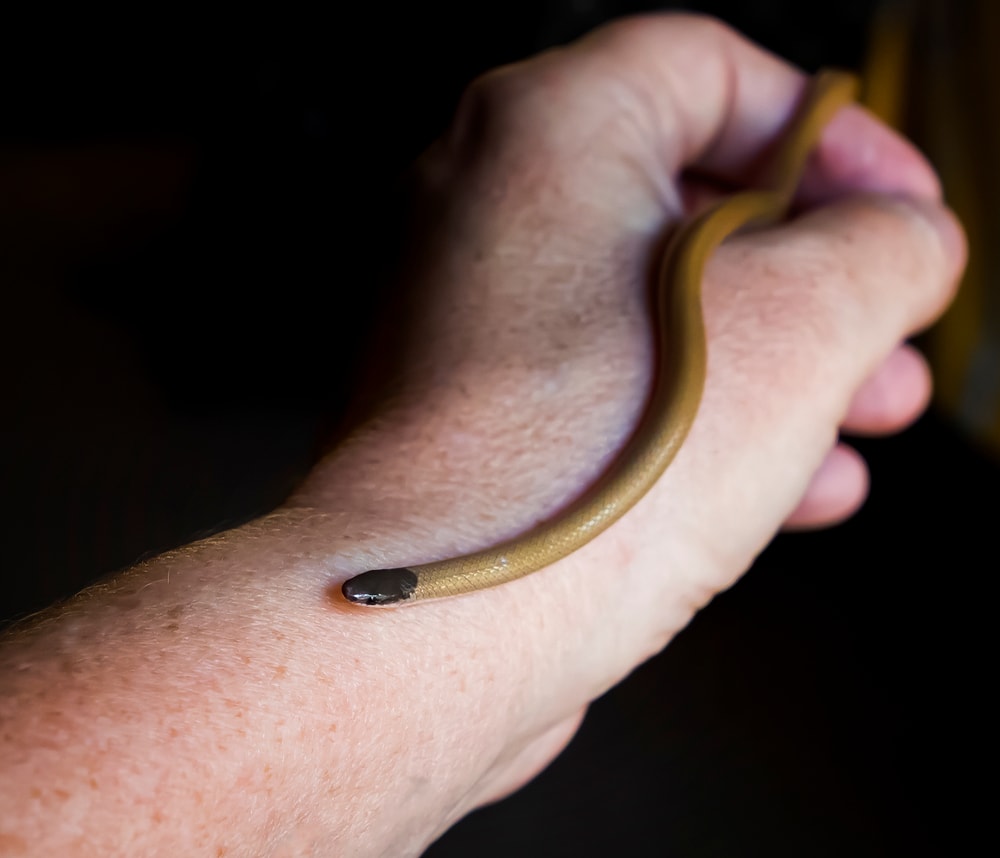 Hand holding tiny blackhead snake close up