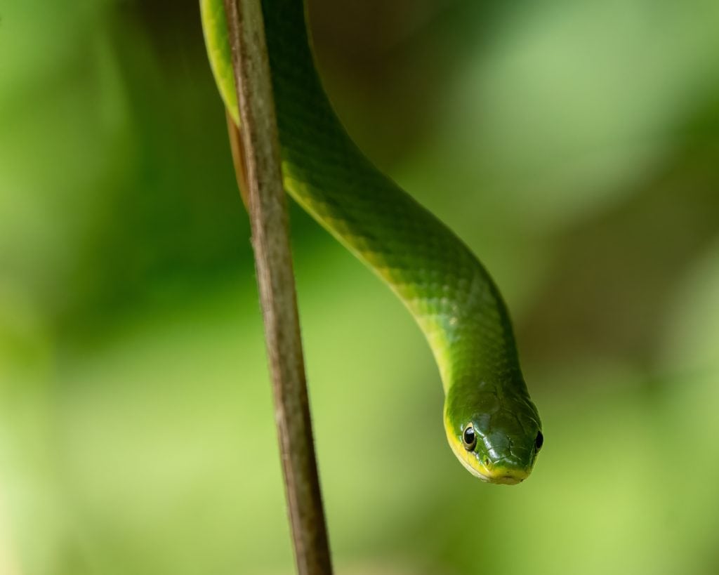 A closeup shot of a small green snake crawling on a stick