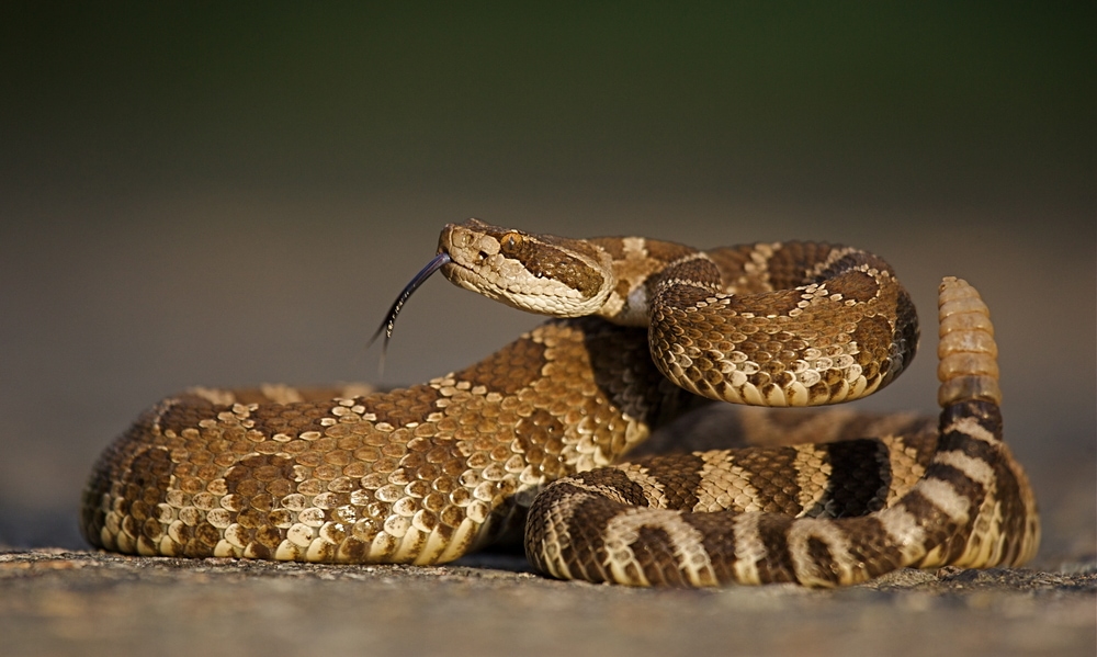 coiled western rattlesnake showing its rattle and tongue