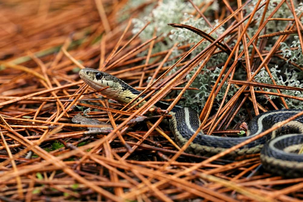 focused image of a northern ribbon snake in Upper Peninsula in Michigan