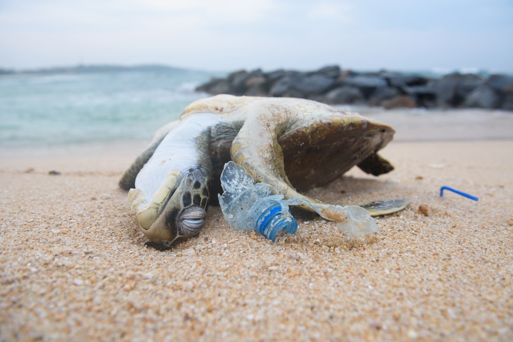 carcass of a turtle washed with plastic bottle on shore