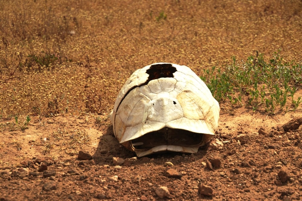 dried tortoise shell on a dessert in South Africa