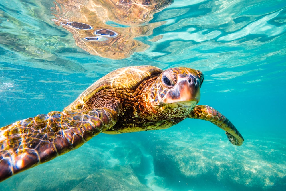 Hawaiian Green Sea Turtle cruising in the warm waters of the Pacific Ocean in Hawaii