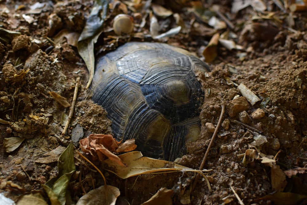 Turtle hibernating under soil on a cold winter day.