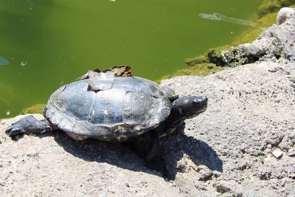 Close up view of a Spotted Turtle resting on a rock with it's shell is shedding and peeling.