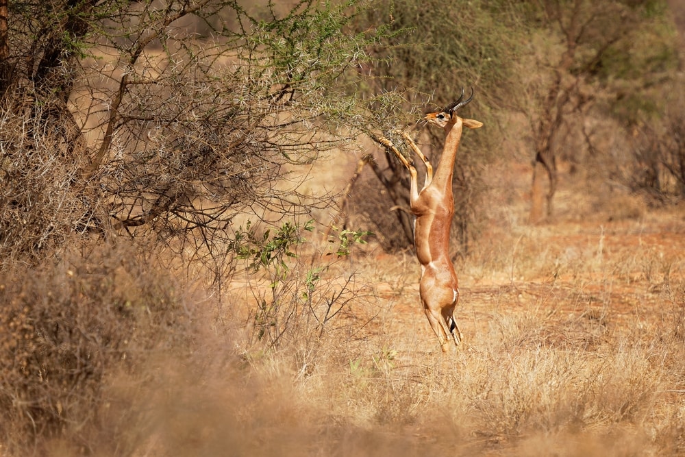 Gerenuk standing on hind legs during feeding leaves.