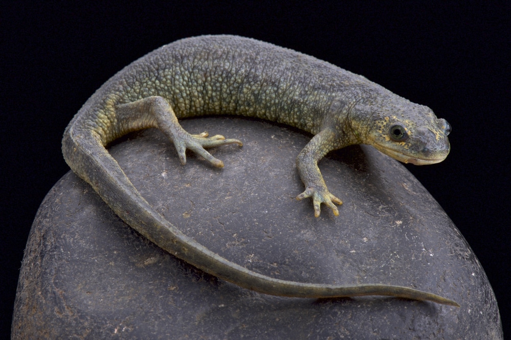 image of an Algerian ribbed newt (Pleurodeles nebulosus) on a stone isolated on a black backgroung