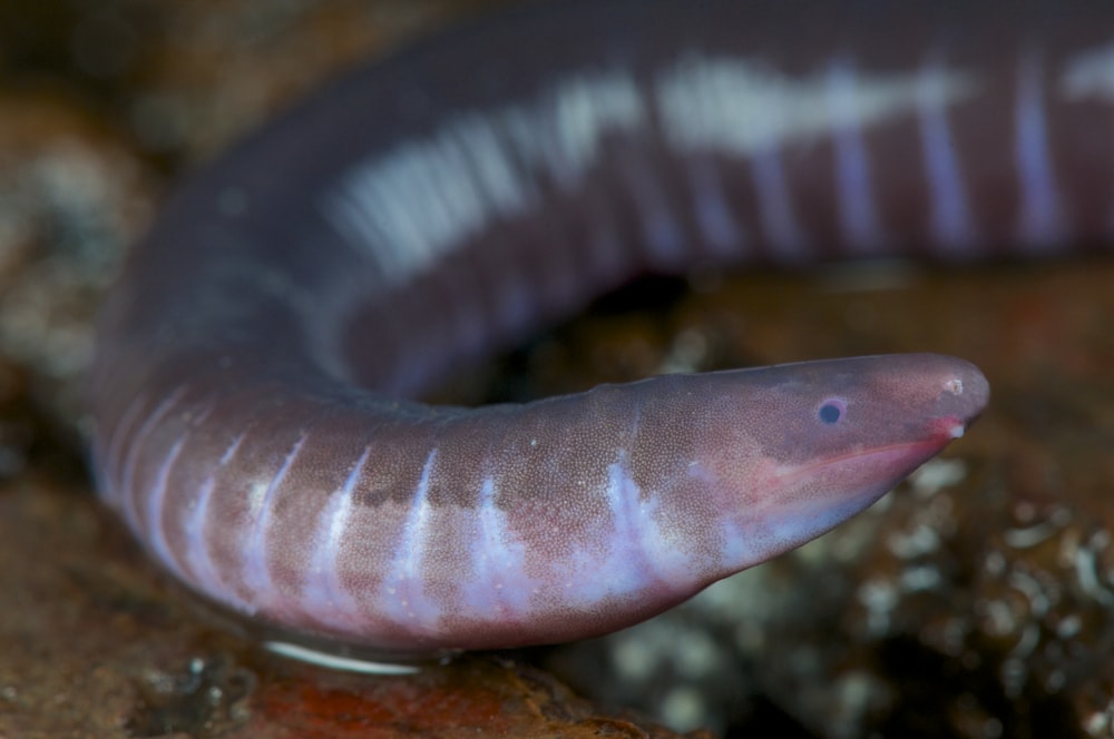 close up image of a Caecilian  Geotrypetes seraphini
