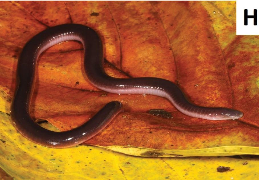 image of a Lake Tanganyika caecilian on a leaf