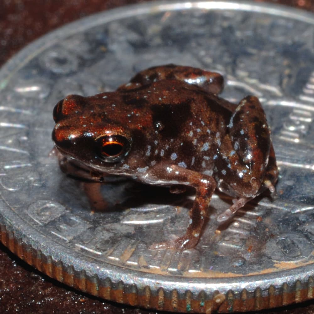 close up image of a Paedophryne amauensis, the smallest amphibian, on top of a US dime