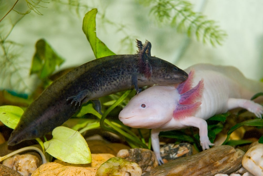 image of two axolotl, wild and albino, in an aquarium habitat
