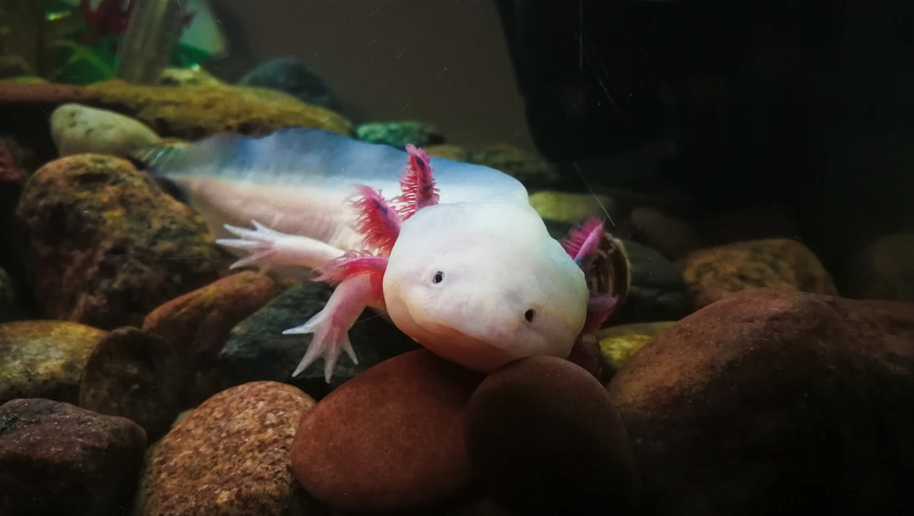 an axolotl resting on rocks in an aquarium setting