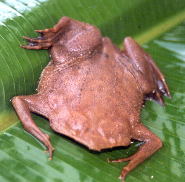 the common Surinam toad or star -fringered toad,know for being flat and looking like a dead leaf, on a green leaf