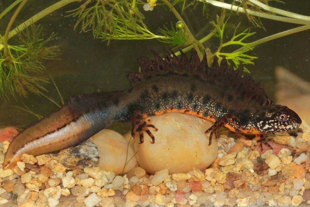 The Danube Crested Newt (Triturus dobrogicus) male in a natural underwater habitat