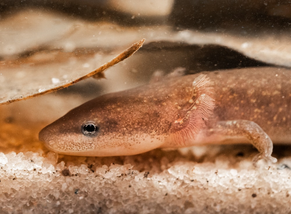 Dwarf Waterdogs (Necturus puctatus) Underwater close-up showing  gills