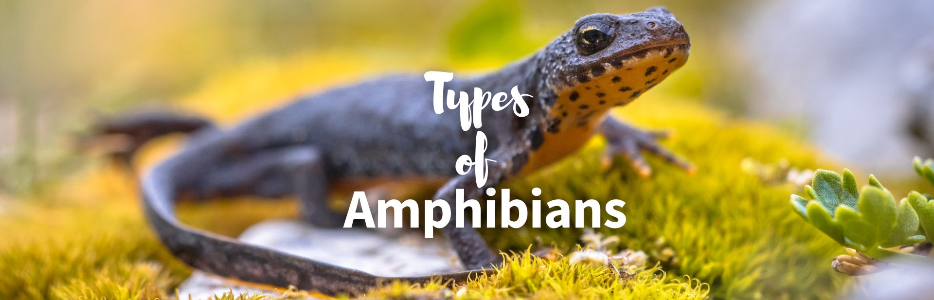 types of amphibians featured image