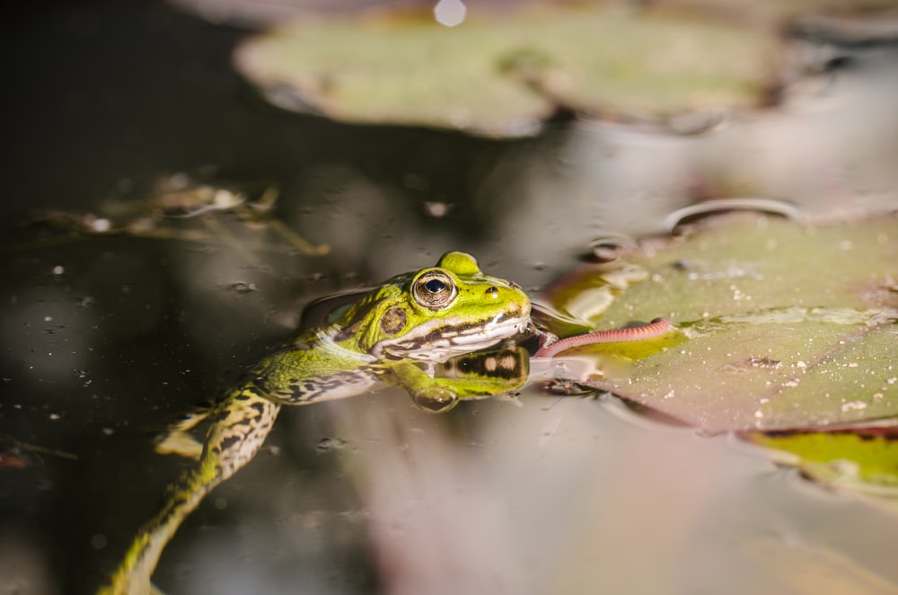 a frog hunting a worm on a waterlily