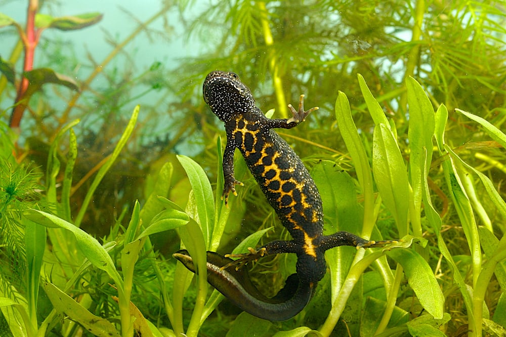 Underside of Great crested newt under water with black-spotted belly surrounded by aquatic plants 
