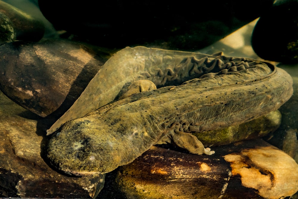 An Eastern Hellbender crawling on the bottom of a creek foraging for food