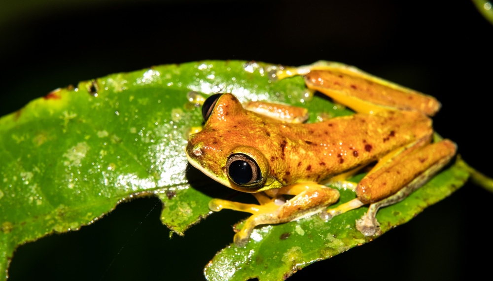 the lemur leaf frog (Agalychnis lemur), a critically endangered frog because of the chytrid fungi (Chytridiomycosis).