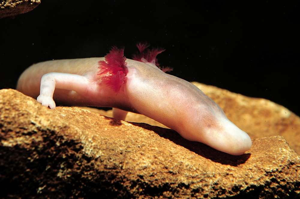 close up image of an olm or proteus on a stone isolated on black background