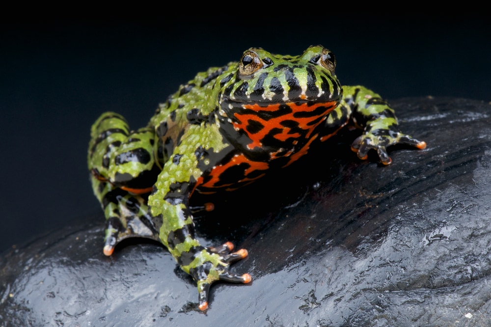 the oriental fire-bellied toad standing on the rock showing its orange stomach with black spots