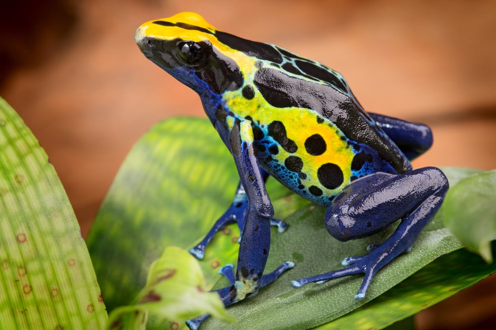 image of a poison dart frog, Dendrobates tinctorius from the Amazon rain forest 