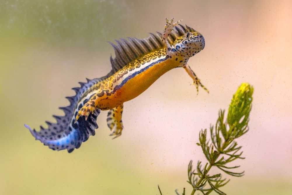 Southern banded newt (Ommatotriton vittatus) male aquatic amphibian swimming in freshwater habitat of pond