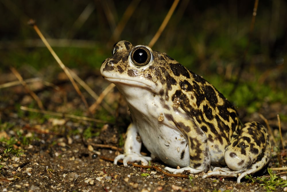 the western spadefoot toad, Pelobates cultripes, in a pond of Valdemanco, Madrid, Spain