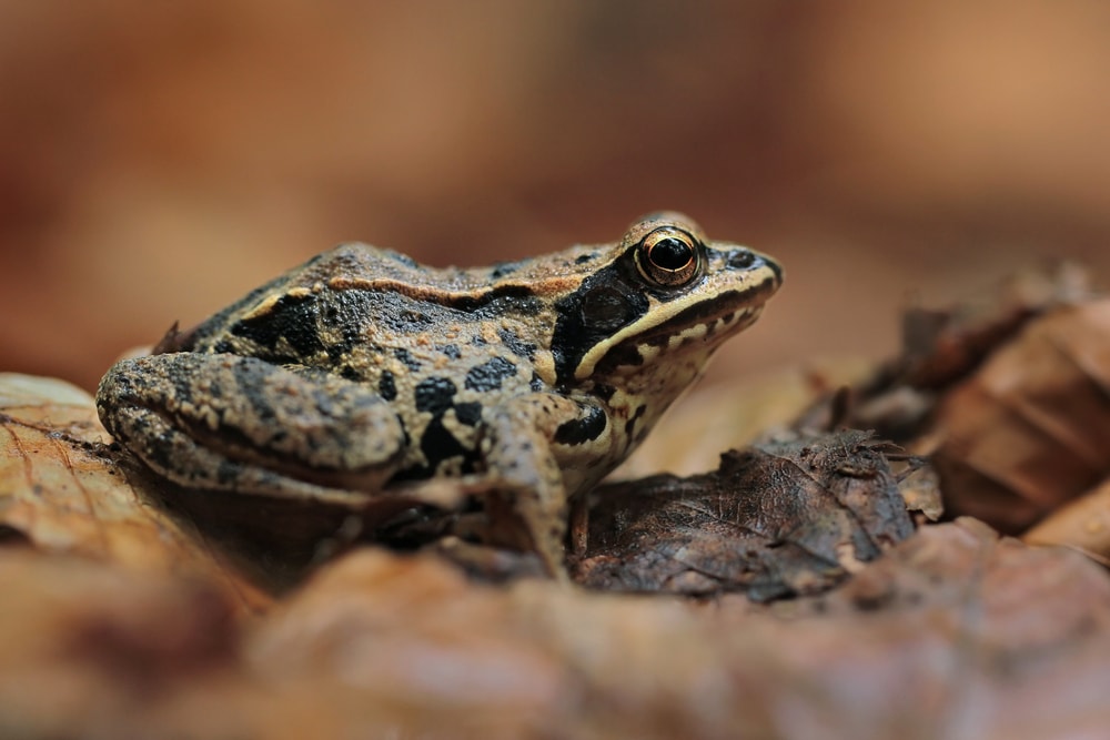 detailed macro shot of a wood frog resting on dried leaves