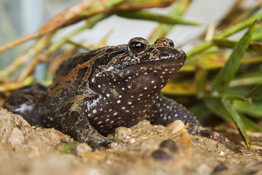 close up image of a hula painted frog standing on a stone