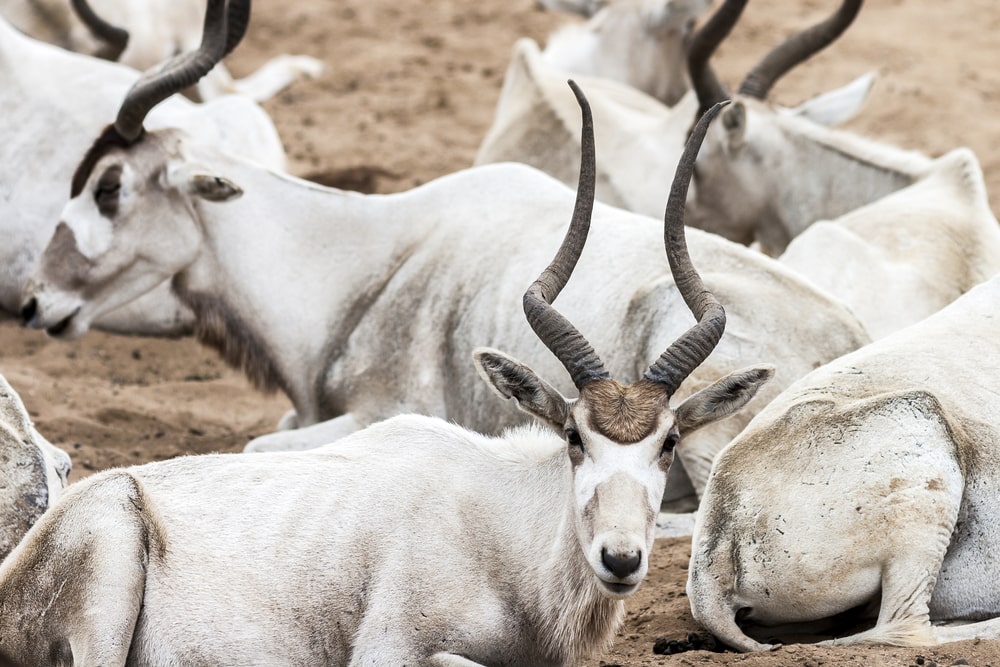 critically endangered antelope species, group of addax antelope or white antelope