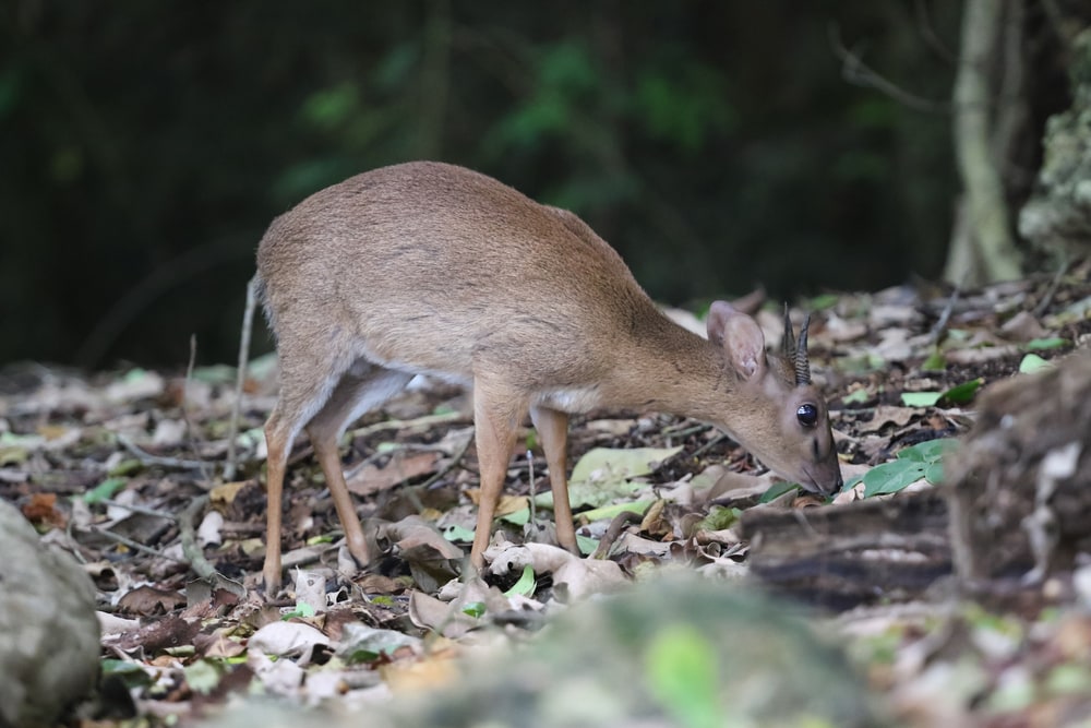 Endangered antelope species Aders's duiker, Cephalophus adersi in Jozani rainforest