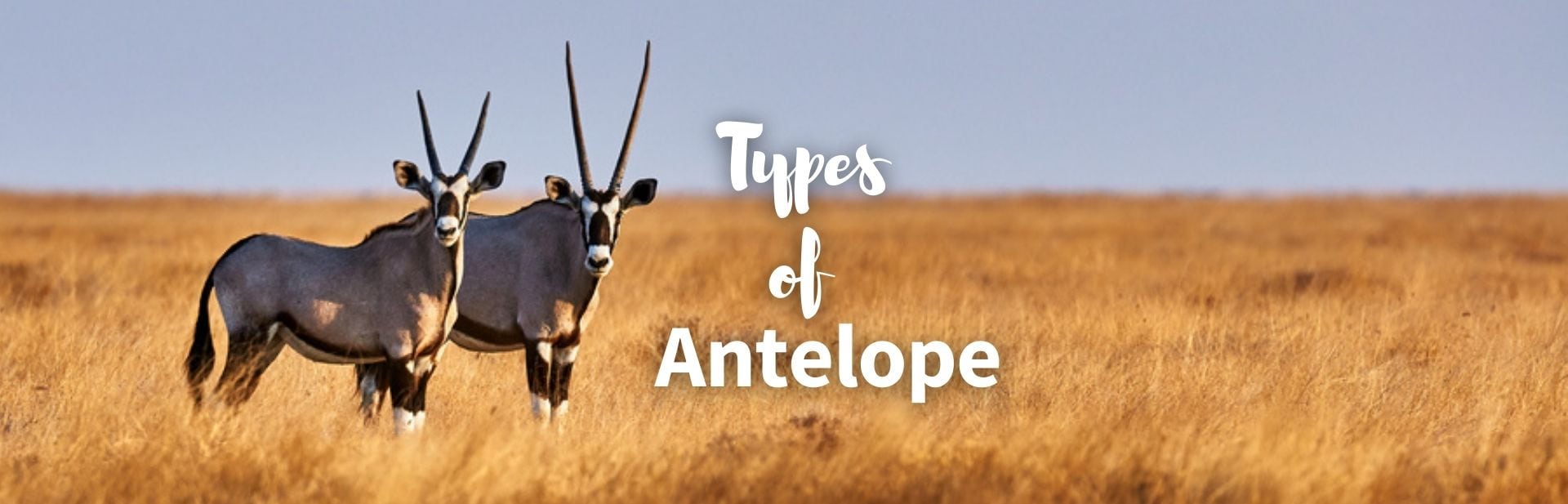 types of antelope featured image