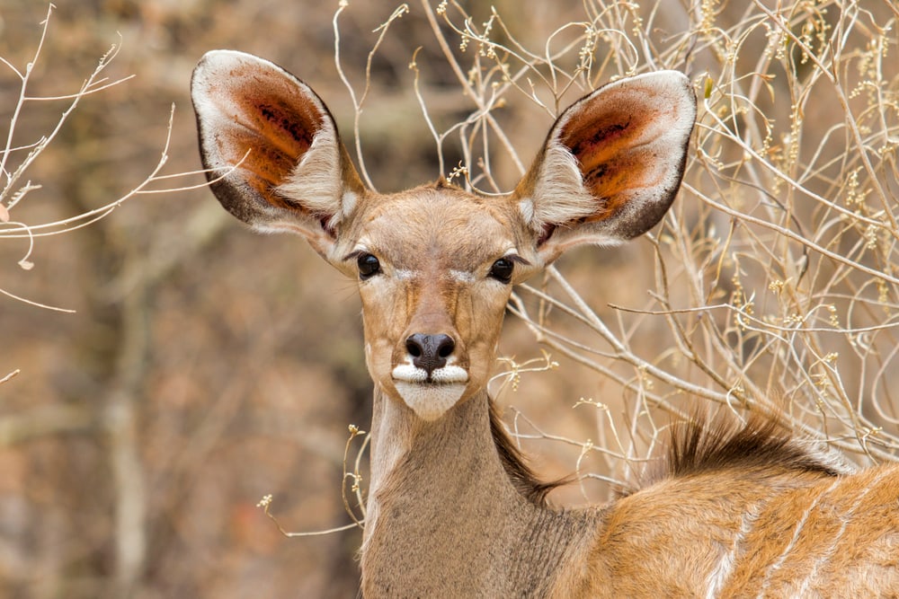 female greater Kudu portrait in Etosha National park in Namibia